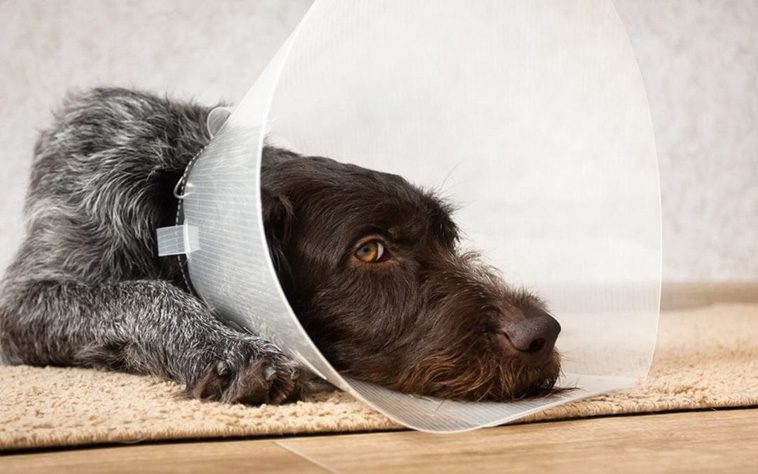 Bör jag kastrera hunden? För- och nackdelarna med kastrering