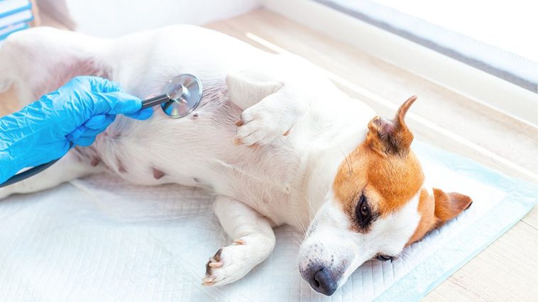 Bör jag kastrera hunden? För- och nackdelarna med kastrering