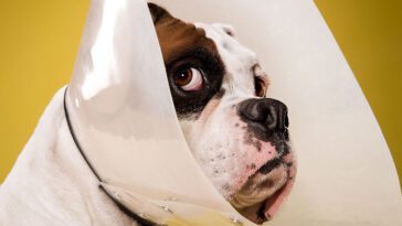 Bör jag kastrera hunden? För- och nackdelarna med kastrering