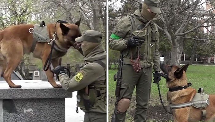 Militärhund övergiven av ryska trupper – får nytt hem hos den ukrainska armén