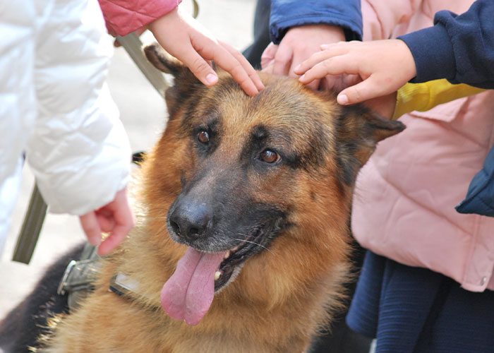 Militärhund övergiven av ryska trupper – får nytt hem hos den ukrainska armén