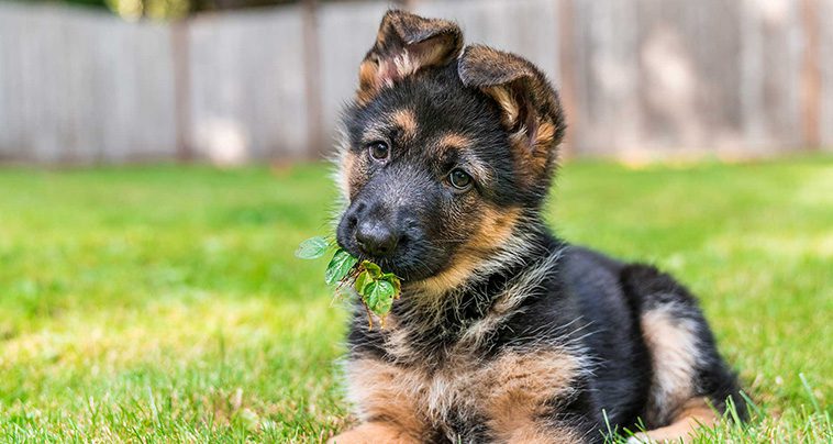 Här är de populäraste hundnamnen för 2024: Se hela listan
