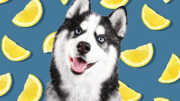 Veterinärens starka varning: TikTok-trenden som utsätter hundar för citroner