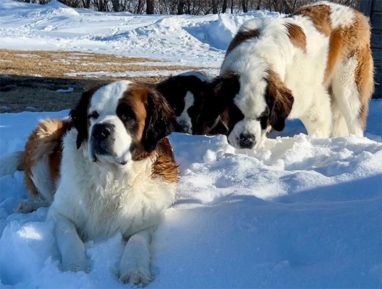 Varför äter hundar snö – och behöver man oroa sig?