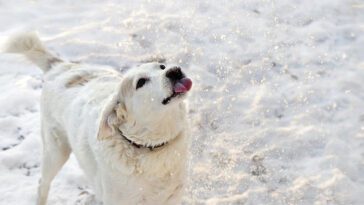 Varför äter hundar snö – och behöver man oroa sig?