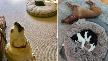 22 gånger hundar blev bestulna på sina bäddar – och deras reaktioner är obetalbara!