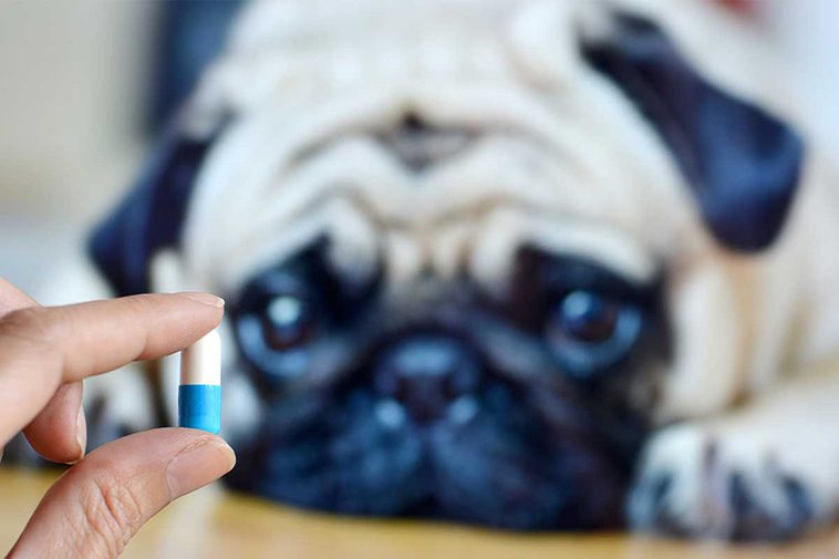 6 enkla steg att ge din hund piller – undvik stress och svårigheter