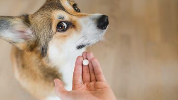 6 enkla steg att ge din hund piller – undvik stress och svårigheter