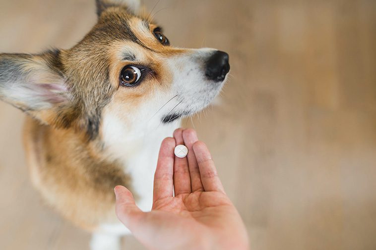 6 enkla steg att ge din hund piller – undvik stress och svårigheter