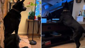 Hunden ser barnen i fara på TV – hans nästa drag får internet att smälta