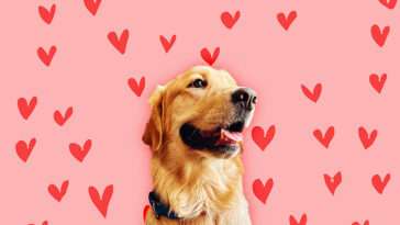 Golden Retriever-kärlek – 108 söta valpbilder att förgylla Alla Hjärtans Dag med!