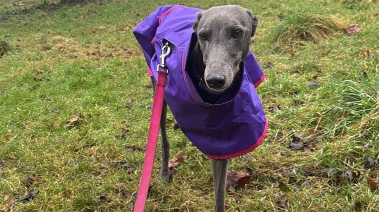 "Greyhound-racing kostade min hund sitt ben – därför stödjer jag förbudet"