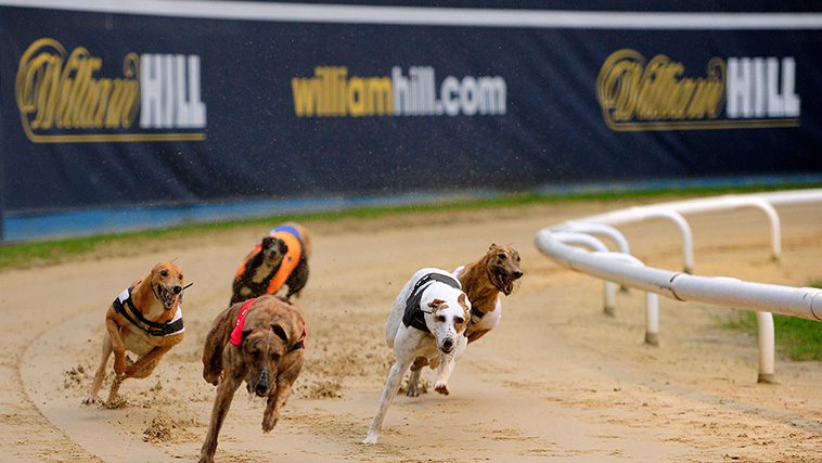 "Greyhound-racing kostade min hund sitt ben – därför stödjer jag förbudet"