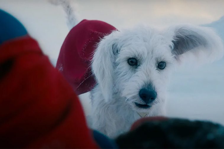 Supermans hund Krypto ska få egen miniserie på Max