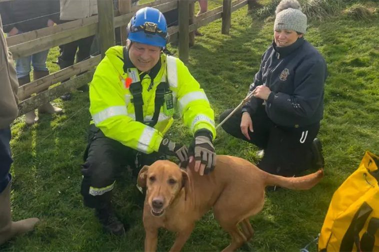 Labradoren var spårlöst försvunnen – tills familjen hörde ett gny från en klippavsats