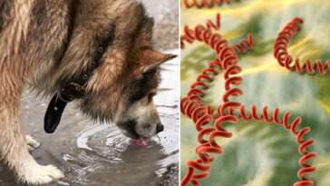 Allt fler hundägare skyddar sina hundar mot leptospiros