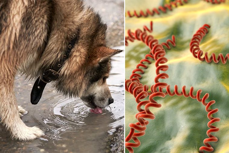 Allt fler hundägare skyddar sina hundar mot leptospiros