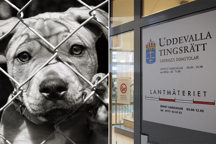 Lysekilsbo åtalas för djurplågeri efter avlivning av svårt lidande hund