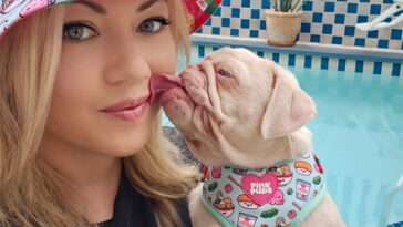Milkshake – Den ovanliga rosa mopsen som charmar världen