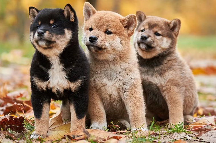 Hundraser: Shiba