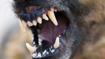 Hemtjänstpersonal attackerades av lös hund – blev biten i armen