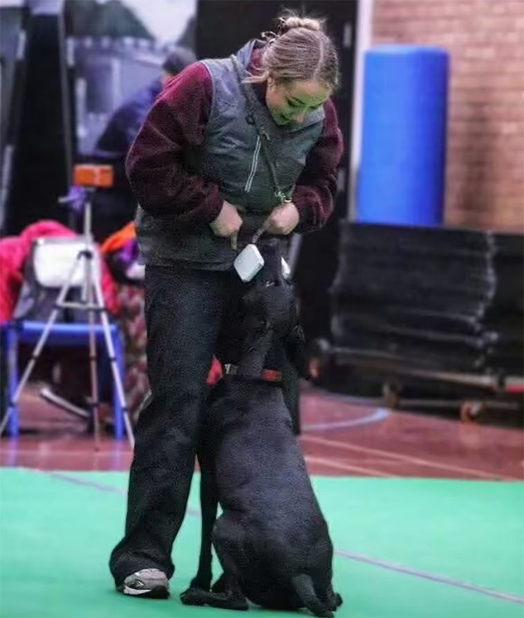 Hund förbjuden från att tävla på Crufts efter att ha fått svansen amputerad