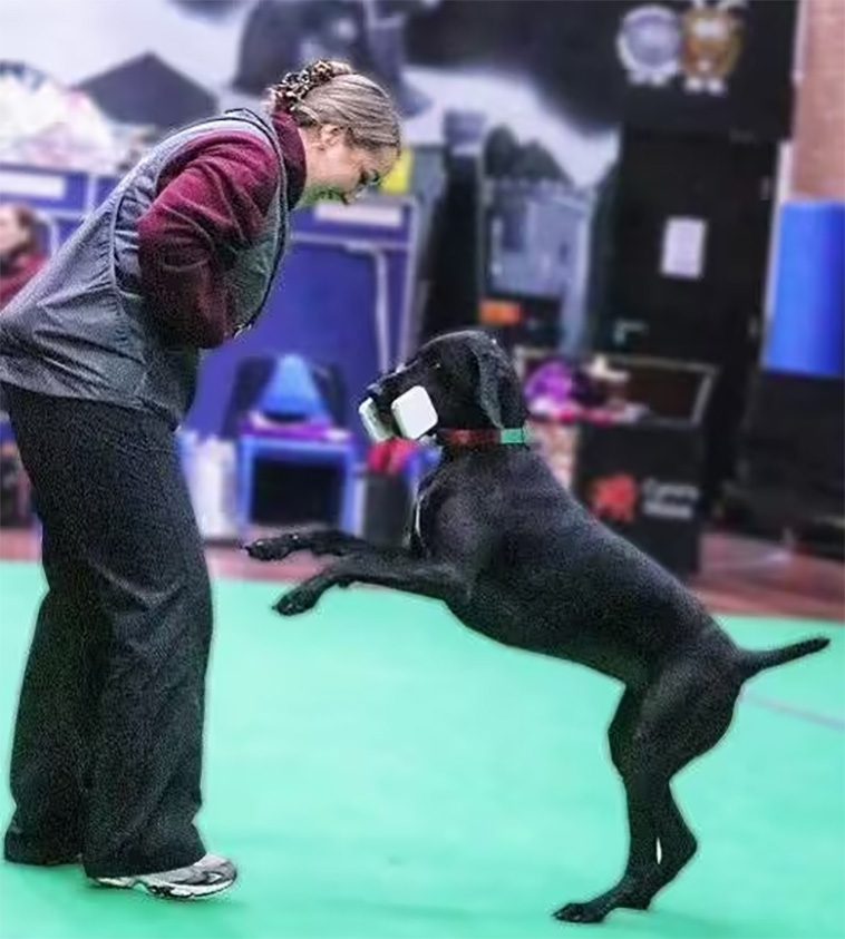 Hund förbjuden från att tävla på Crufts efter att ha fått svansen amputerad