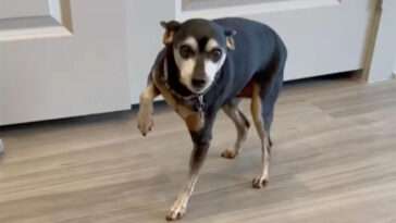 Lurig hund fejkar skada för godis – men får smaka på sin egen medicin