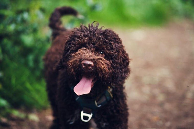 Hund förgiftades av cannabis under promenaden – ägaren varnar andra