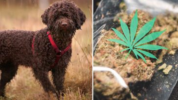 Hund förgiftades av cannabis under promenaden – ägaren varnar andra