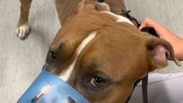 Man släppte sin hund från balkong – frias från djurplågeri