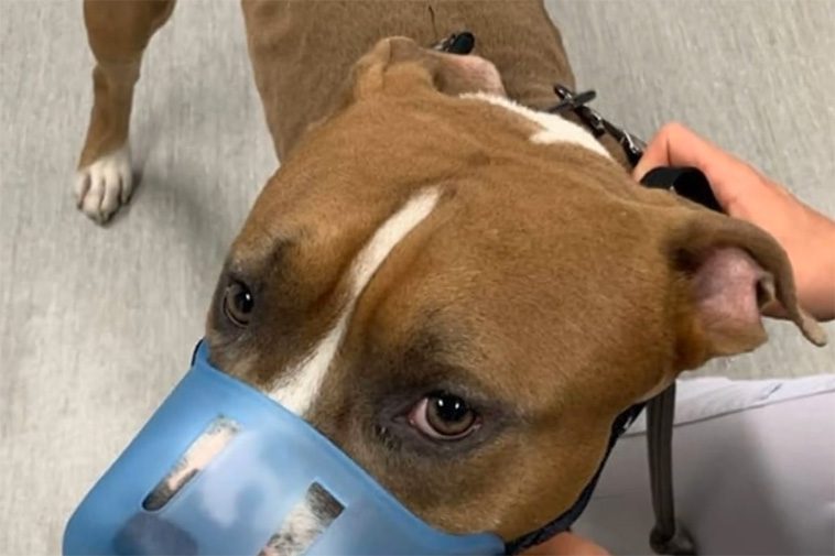 Man släppte sin hund från balkong – frias från djurplågeri