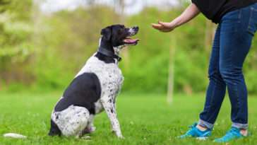 Så får du din hund att sluta ignorera dig