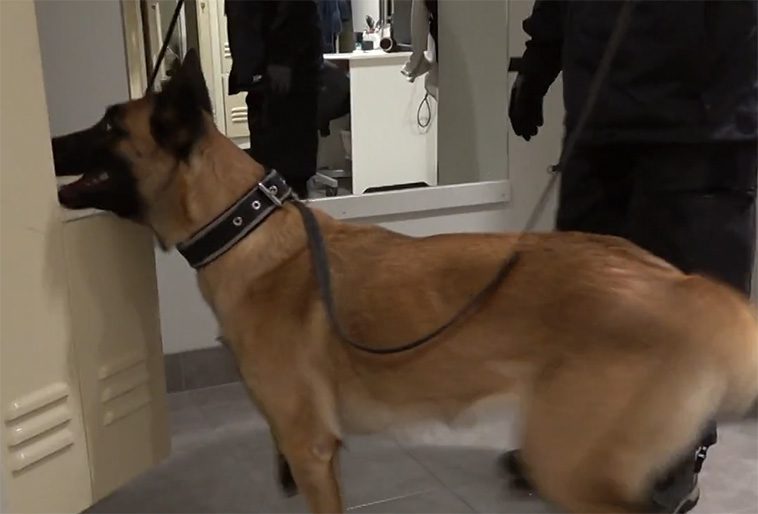 Här söker hundarna efter droger och steroider på gym i Luleå