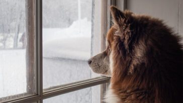 Jagade hunden med golvmopp – nu har grannarna fått nog
