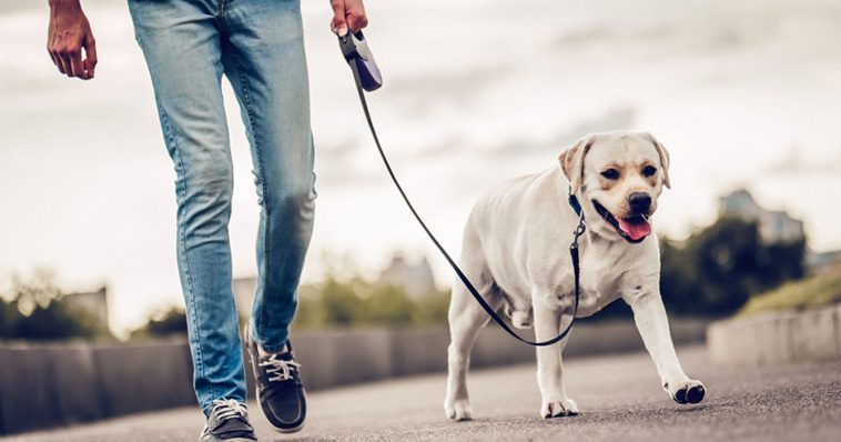 Viktig påminnelse till alla hundägare innan koppeltvånget träder i kraft