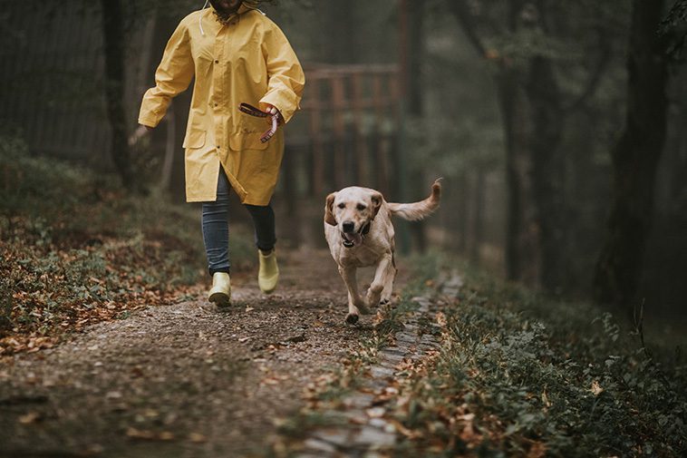 Viktig påminnelse till alla hundägare innan koppeltvånget träder i kraft
