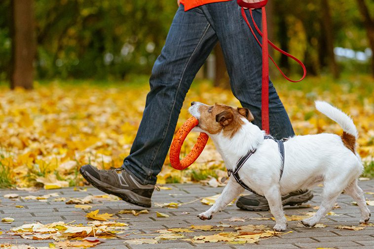 Viktig påminnelse till alla hundägare innan koppeltvånget träder i kraft