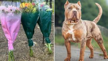 19-årig kvinna död efter misstänkt attack av XL Bully-hund