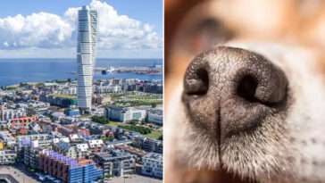 Grannens ilska mot hundarna slutade i hot och våld – nu vräks han
