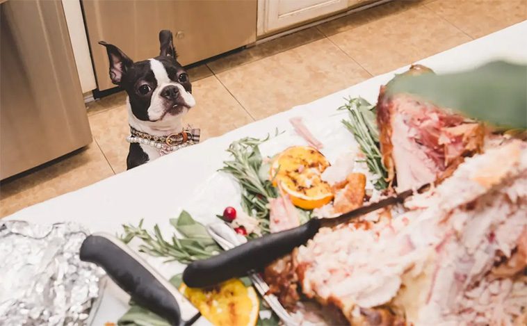 Matrester hunden kan äta – och vilka som är livsfarliga