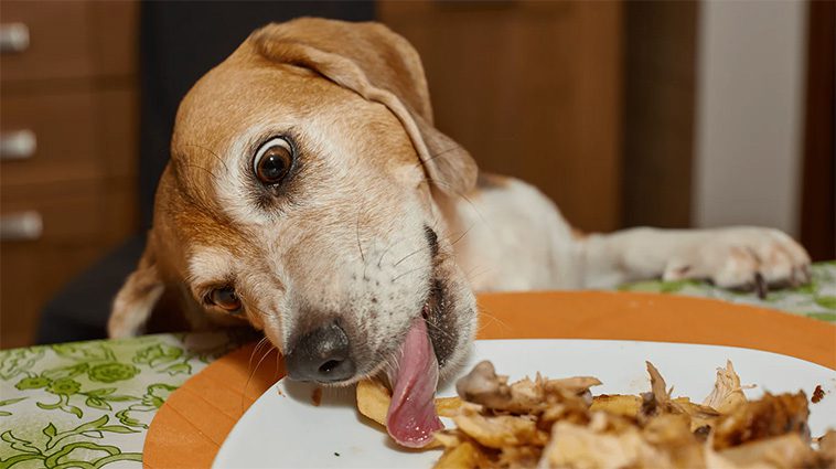 Matrester hunden kan äta – och vilka som är livsfarliga