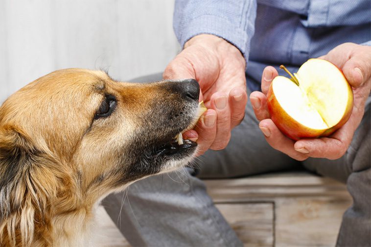 Matrester hunden kan äta – och vilka som är livsfarliga