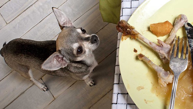 Matrester hunden kan äta – och vilka som är livsfarliga