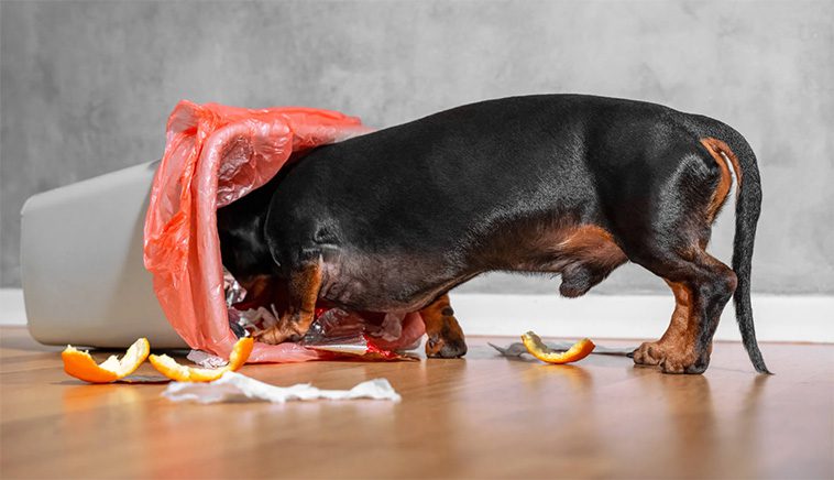 Matrester hunden kan äta – och vilka som är livsfarliga