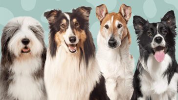 Ny studie avslöjar: Hundars skallar är i stort sett identiska