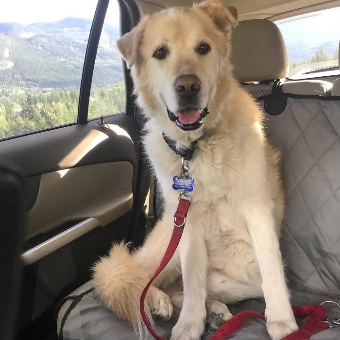 Överviktig hund skulle avlivas – nu sprider han glädje som terapihund