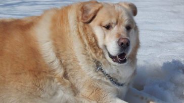 Överviktig hund skulle avlivas – nu sprider han glädje som terapihund