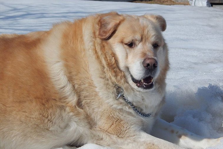 Överviktig hund skulle avlivas – nu sprider han glädje som terapihund