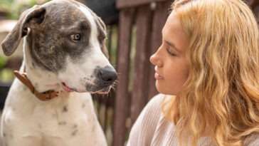 Så kan du säga förlåt till din hund på ett sätt den förstår